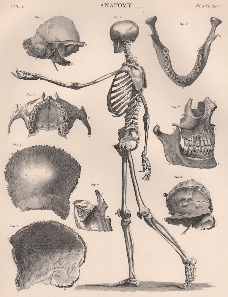 Human Skeleton from side. Anatomy. Skull. BRITANNICA 1898 old antique print